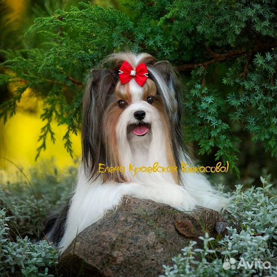 Питомник Щенки Оформление документов