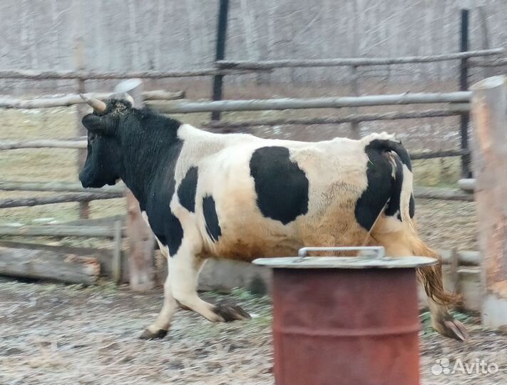 Бык на мясо или живым весом