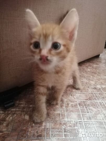 Кошка в дар бесплатно