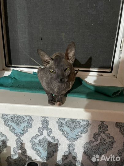 Канадский сфинкс