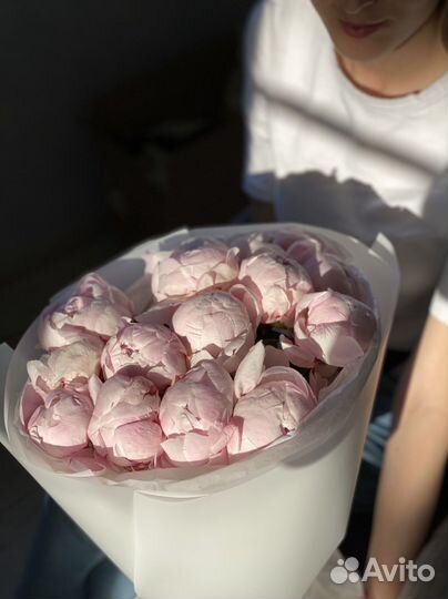 Пионы от производителя