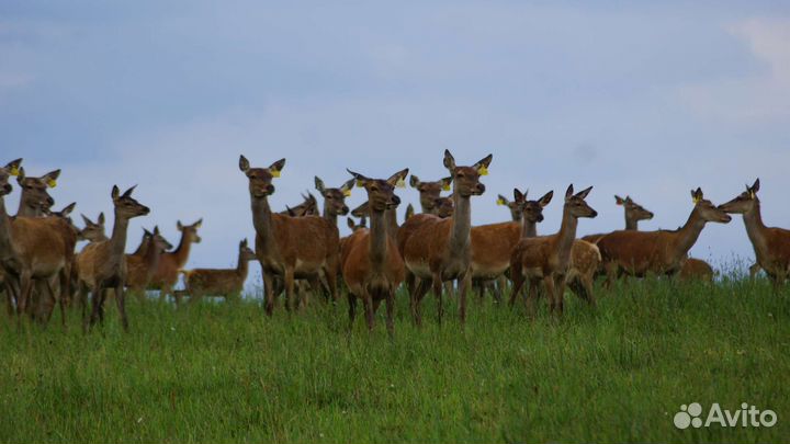 Олень европейский благородный