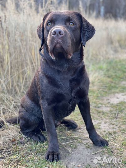 Вязка лабрадор ретривер кобель