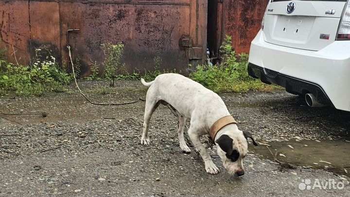 Щенок питбультерьера