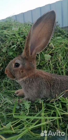 Кролики фландр