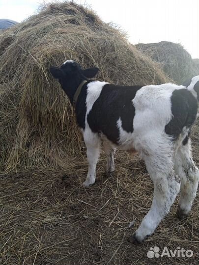 Бычки и быки