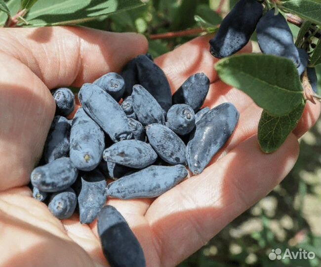 Саженцы жимолости съедобной «Синяя птица»