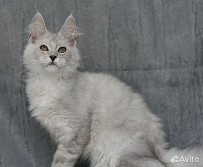 Мейнкун высокое серебро