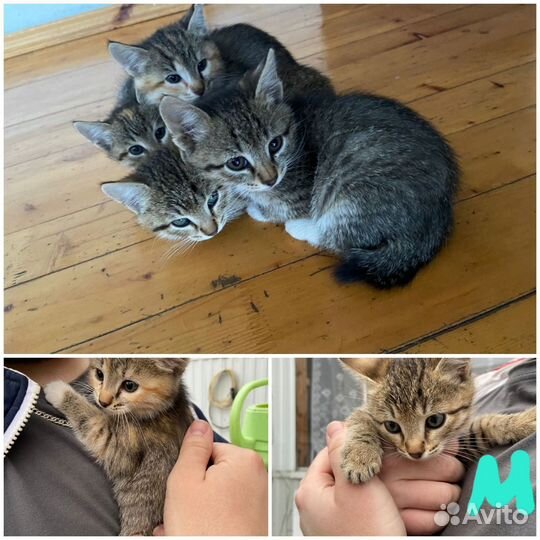 Котята в добрые руки