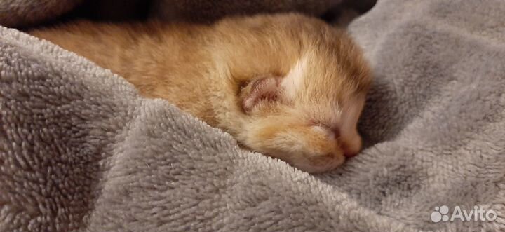 Вязка кот Золотая шиншилла