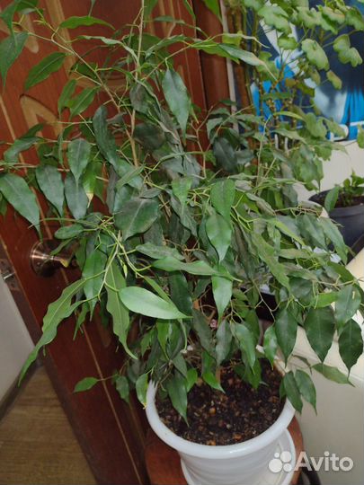 Фикус Бенджамина