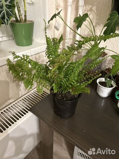 Папоротник нефролепис