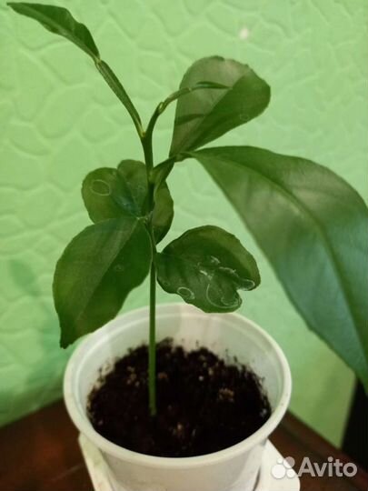 Домашние цветы