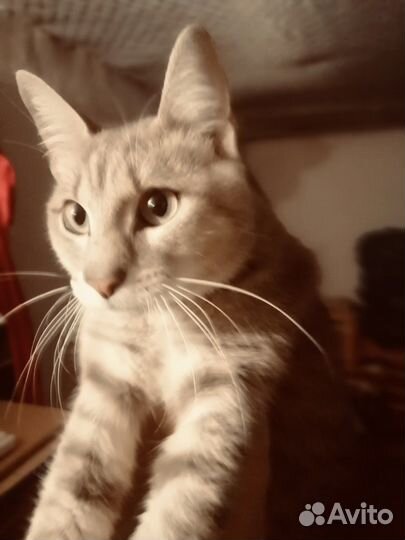 Кота помесь с ориенталом отдам в добрые руки