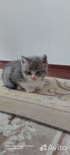 Кошки в добрые руки бесплатно