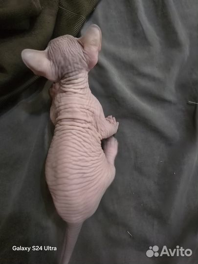 Канадский сфинкс котенок