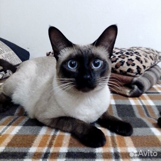 Вязкка кота