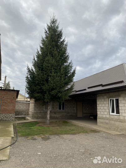 Ель зеленая, туя