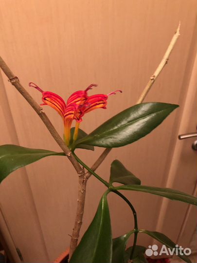 Растение цветущее Эсхинантус