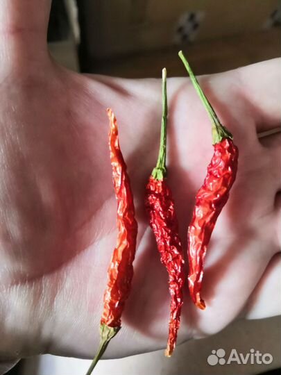 Рассада острого перца