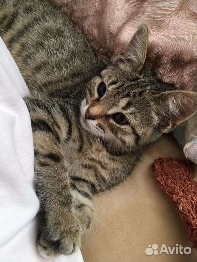 Кошки в добрые руки