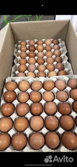 Яйцо куриное оптом с2