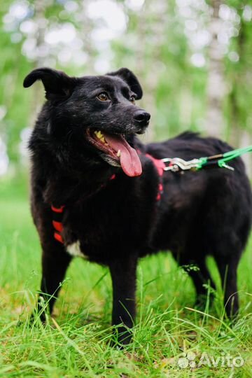 Собака из приюта Некрасовка