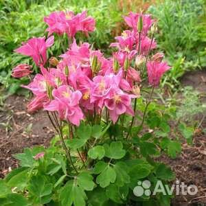 Многолетние растения из своего сада