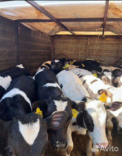 Телята бычки