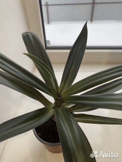 Комнатные цветы Традесканция Рео