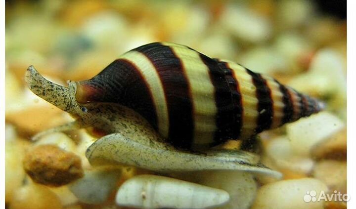 Улитка Хелена