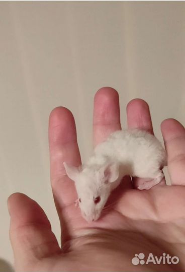 Декоративные мыши