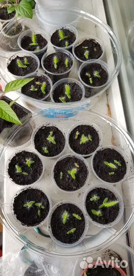 Питахайя, драконий фрукт