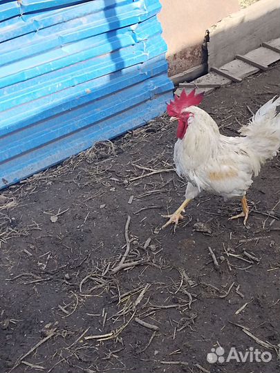 Молодые петухи