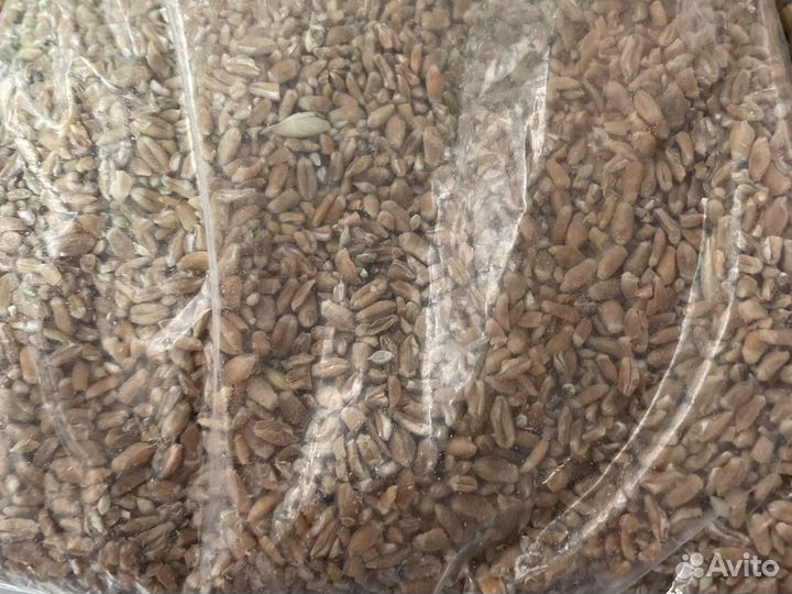 Пшеница, кукуруза, ячмень