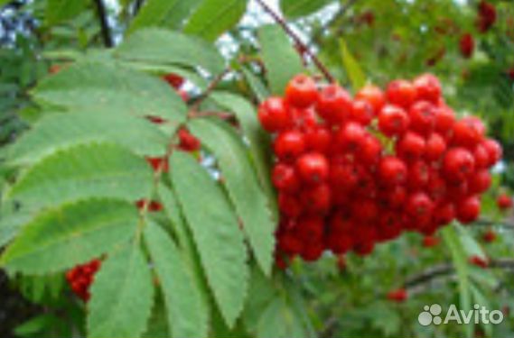 Рябина красная саженцы. Доставка бесплатная