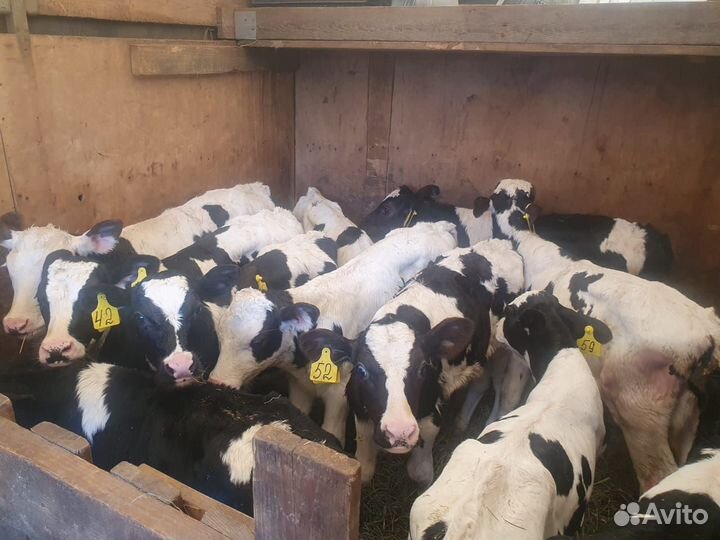 Бычки мясного направление Бесплатная доставка