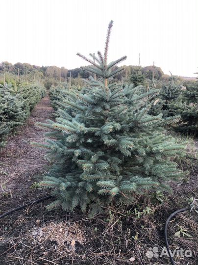 Ель голубая глаука