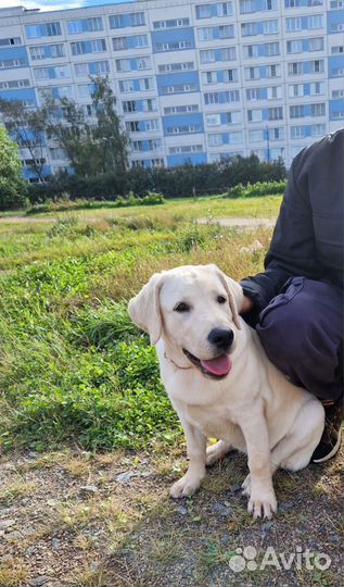 Щенок девочка лабрадора 4мес