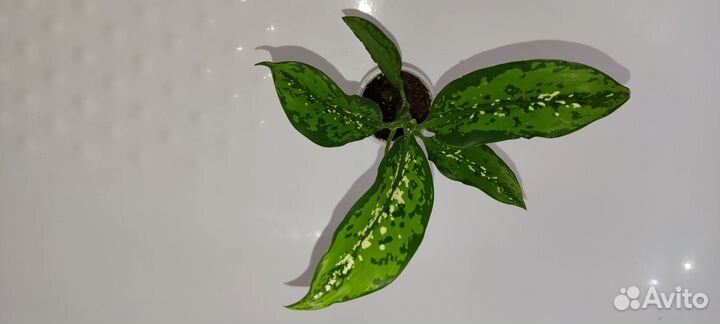 Аглаонема Сири Киншана, Диффенбахии Шкура дракона