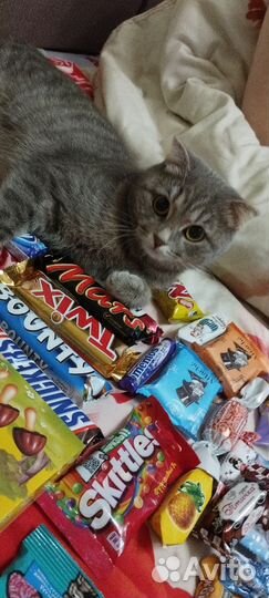 Шотландская кошечка