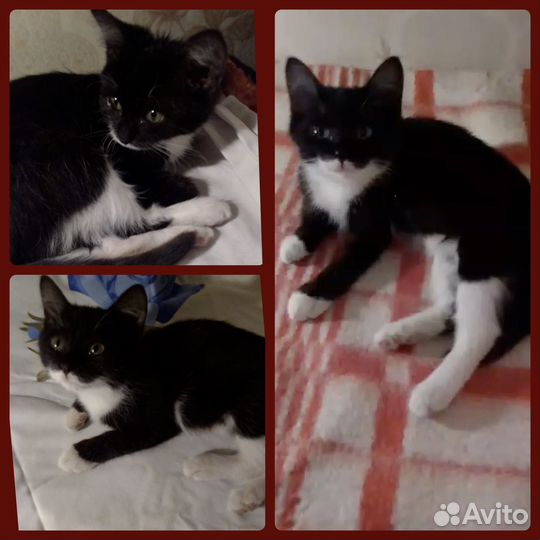 Котенок 2.5 мес девочка