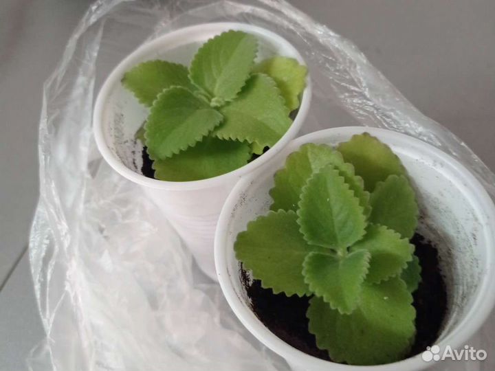 Домашняя мята