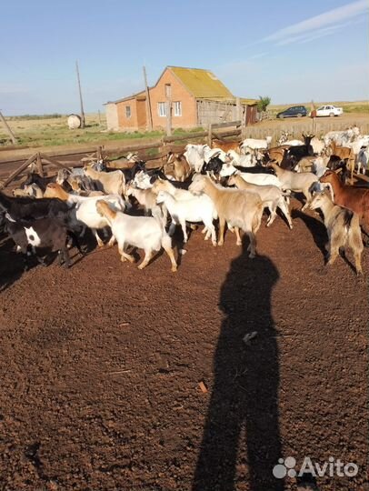 Козы Козлята