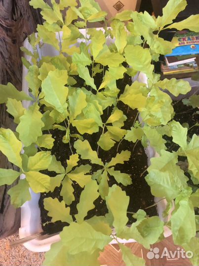 Саженцы дубов