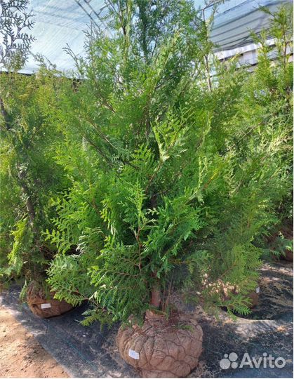 Туя западн Смарагд Брабант Шаровидная Ель Глаука +