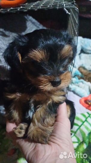 Йоркширский терьер