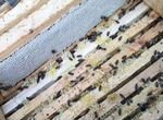 Пчелы. Пчелосемьи. Пчелопакеты от 2500