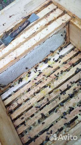 Пчелы. Пчелосемьи. Пчелопакеты от 2500 объявление продам
