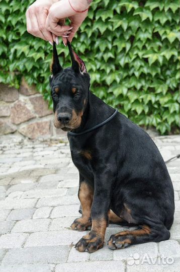 Щенки добермана
